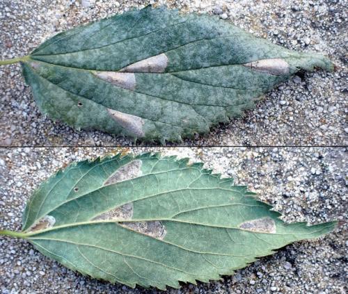 Réf. 316 138 : Phyllonorycter millierella